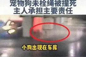 未拴绳小狗车库被碾死，法院判车主承担四成责任，网友说南京法官图片