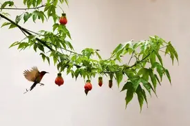 7首安然诗词，心若无尘心自安，三千烦恼一笑间图片