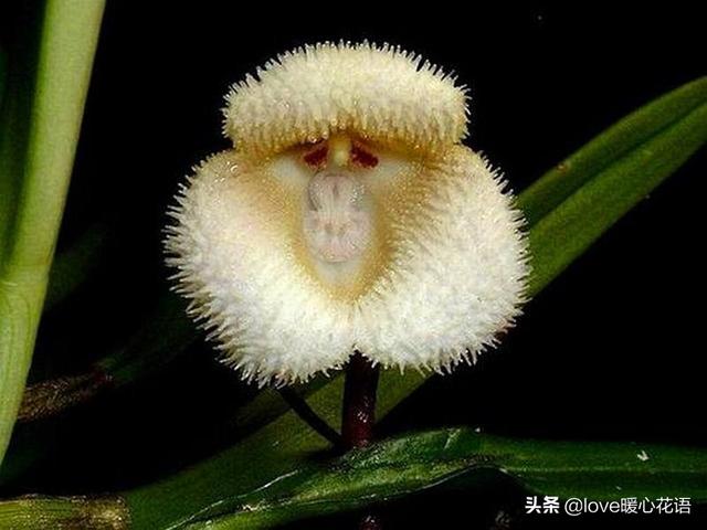 世界上最神奇的30种植物,美丽而怪异,超出你的想象