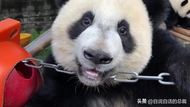 熊猫：真实存在的上古恐惧，为什么只有人类觉得大熊猫很可爱？