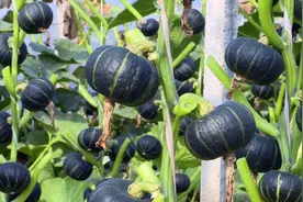 昌乐：300多亩贝贝南瓜喜迎丰收图片