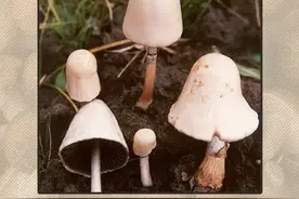 警惕！你会辨别毒蘑菇吗？千万别因误食险丧命！图片