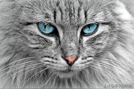 注意！关系到喵星人的安全，猫咪到底能不能吃螃蟹图片