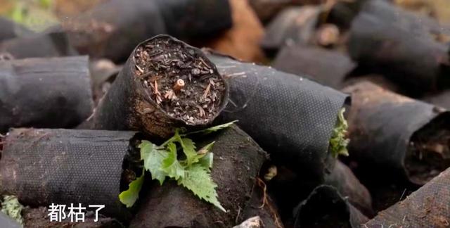 山西矿老板改行进荒山种奇树，被骂“有病”，结果3年赚5000万