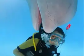 白鲸眼里的人类到底是什么？会恶作剧也会救人，它有多喜欢人类？图片