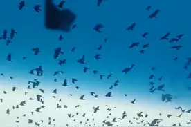 吓人！南京高速大量乌鸦满天飞，暗示了什么？网友：不祥的预感图片