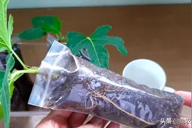 无花果枝条扦插方法，掌握这个小技巧，20天长出大白根图片