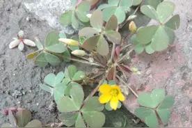 吃东西有什么讲究图片