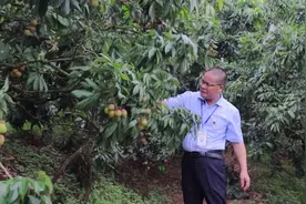 走，到中国荔枝之乡——广西灵山，吃荔枝图片