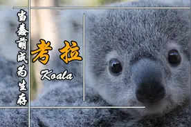 当蠢萌成为生存方式时——考拉图片