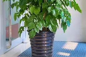 幸福树怎么养？做好3点，造型优美，枝叶繁茂紧凑，叶片油绿发亮图片