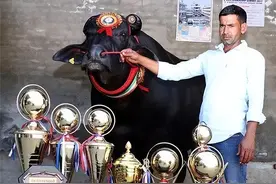 为什么印度的一头摩拉水牛能卖1800万元？这牛到底有什么用？图片