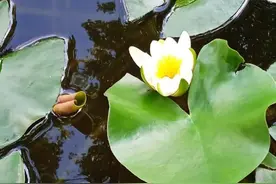 我不提倡动不动就给猫做绝育手术图片