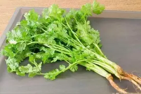 香菜里隐藏的秘密*星星论道图片