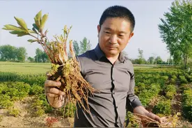 用草甘膦除草，多久可以种植下茬作物？遇5种情况要调整施药策略图片