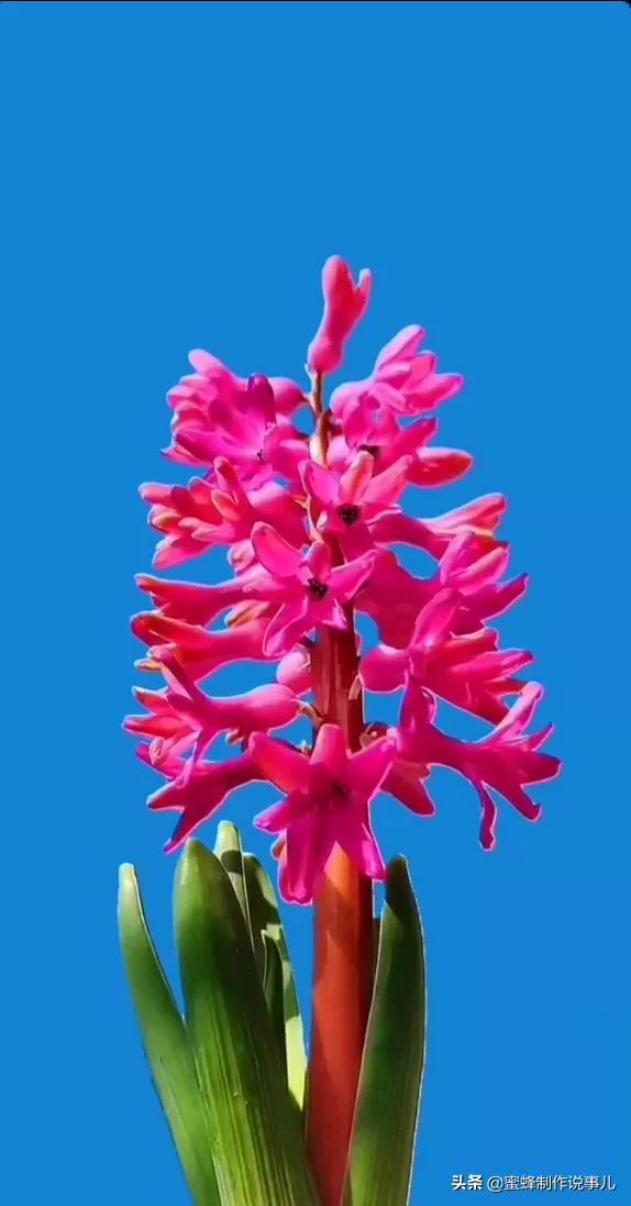 一束鲜花，醉蓝天