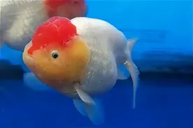 金鱼知多少？图片