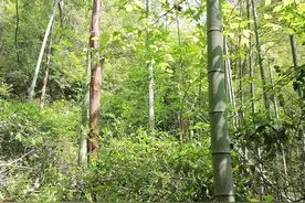 “莫言”代表了什么意思图片