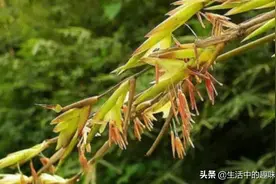 老人常说“竹子开花，赶紧搬家”，竹子开花真有那么可怕？图片