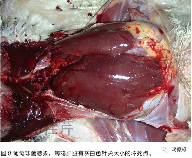 胳膊鸡皮肤发黑