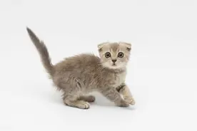 同事把她的宠物猫送去了猫咖打工，一天给200，比我贵图片