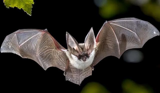 除12年一次的交配，其它时间都基本静止，它们是地球上最懒的生物