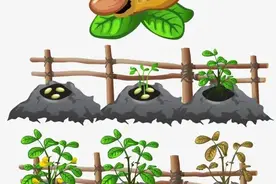 花生播种时间和播种技术要点知识总结图片