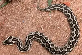 圆斑蝰蛇的毒性你真的知道吗？图片