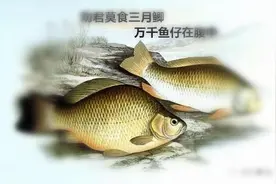 “劝君莫钓三月鲫，万千鱼仔在腹中”，是不是道德绑架钓鱼人？图片
