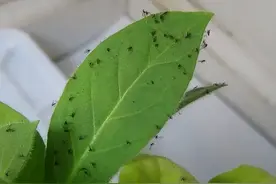 天气变暖，小黑飞泛滥，它们从哪儿来？知道了来源，防治事半功倍图片