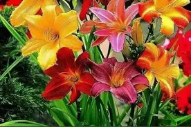 宁博讲堂——母亲节的来历及习俗图片