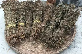 一个中药里的“天然消炎药”，肺炎、咽炎、胃炎尿道炎全身皆可用图片