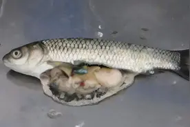 草鱼吃料后“顶水”、“仰脑壳”，可能是肝脏成了大问题图片