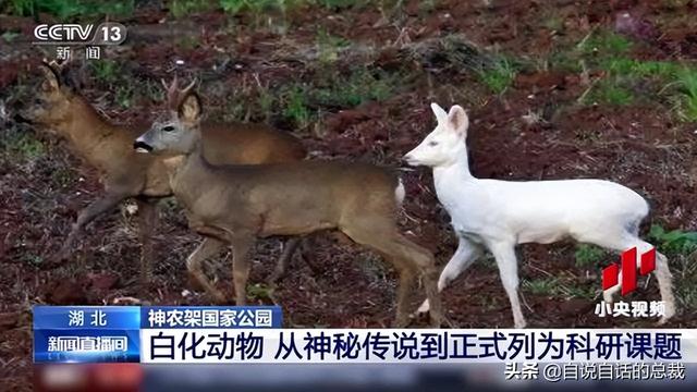 超级血液，器官再生、百毒不侵，这是人们认为它是仙兽真正的原因