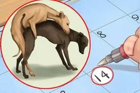 如何避免猫狗怀孕和治疗图片