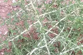 “蓬灰”的原植物长啥样图片