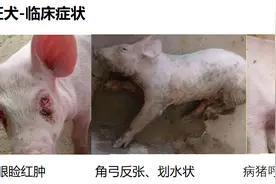 适合自己猪场的才最好：猪伪狂犬发病特点与几种防治思路图片