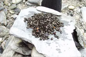 打屁虫：一种比肩“龟胶鹿茸”的野味昆虫，吃过的都说太香了图片