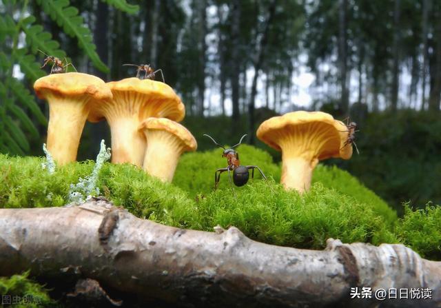 蚂蚁社会——一个等级森严的流浪王国