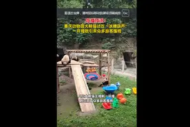 动海报 | 吃播顶流！重庆动物园大熊猫试吃“冰糖葫芦” 一开播就引来众多游客围观图片