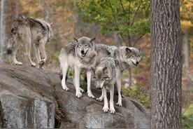 狗和狼究竟谁厉害？为什么狼群不敢招惹牧羊犬？原来是这样图片