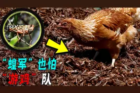 新疆展开灭蝗大战，鸟鸡入疆！看它们如何消灭上亿只蝗虫图片