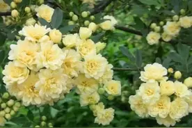 家里有个小院子，种上5种花打造出花墙，开成花海震撼极了图片