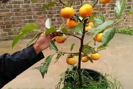 阳台庭院种“4种水果”，种植方法简单，果实累累，生活充满乐趣图片