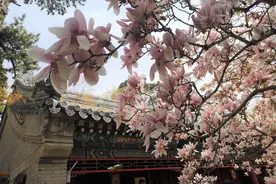 春日花卉：玉兰花图片