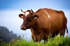 说说十二生肖“牛”图片