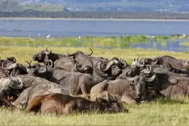 中国老板和非洲员工去买牛，1头牛2300元，员工很高兴这下有肉吃图片