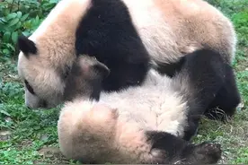 哥哥“渝可”妹妹“渝爱” 重庆动物园龙凤胎大熊猫宝宝名字定了图片