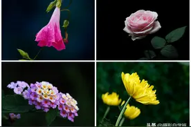 咋用手机拍出黑背景，夏天拍花朵，还有哪些摄影技巧图片