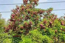 青山翠绿水长（原创）图片